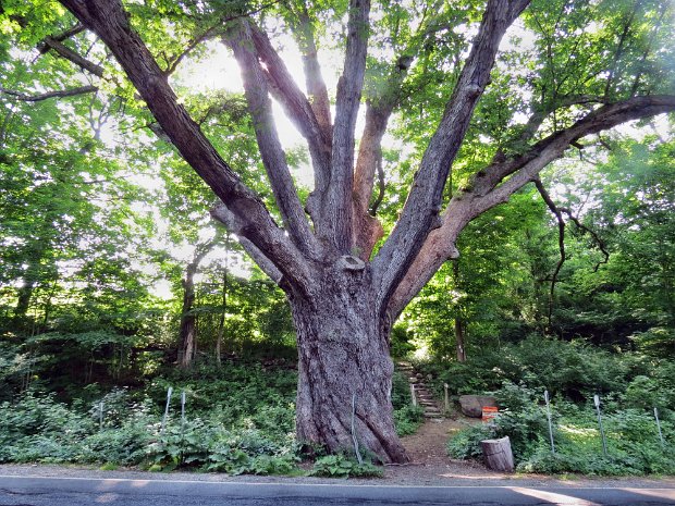 DoverOakCatRocksJul2014