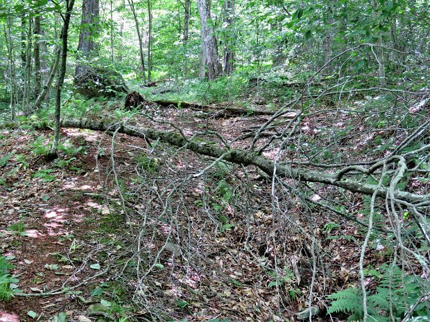 AlderBigPondMaintenanceJun2017