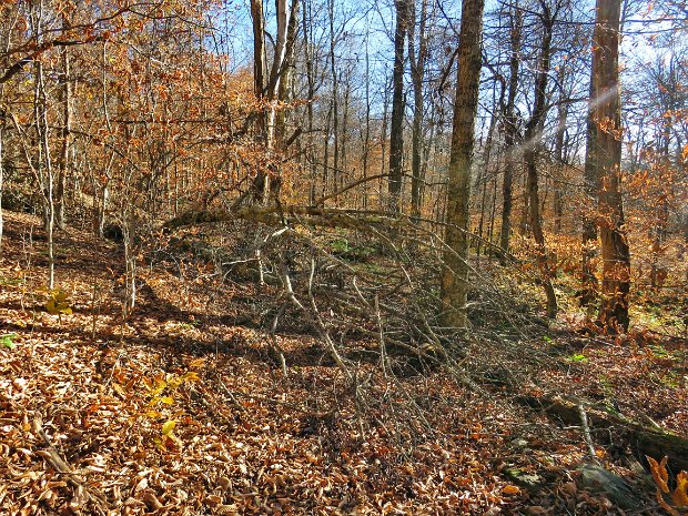 AlderBigPondMaintenanceNov2021