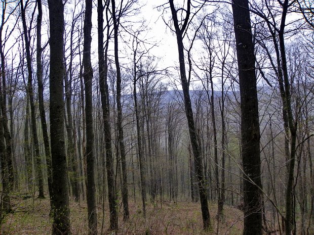 AlderBushwhackApr2012