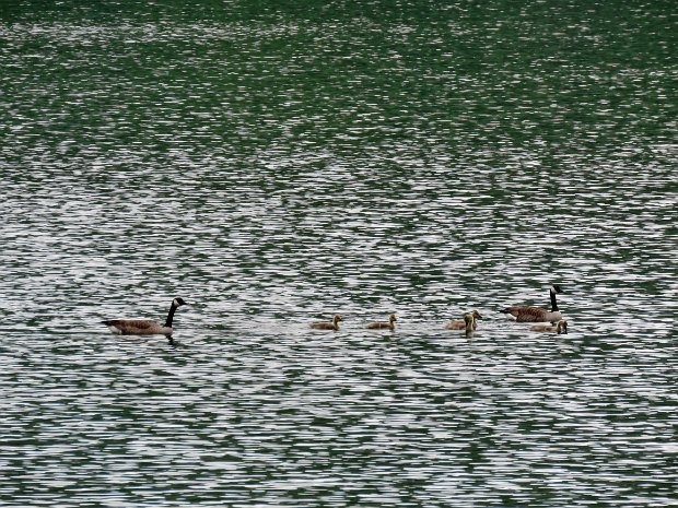 AlderLakeLoopJun2018