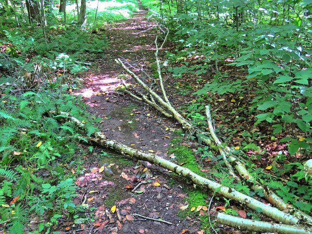 AlderMaintenanceSep2020