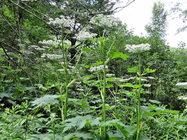 MillbrookRidgeJun2016