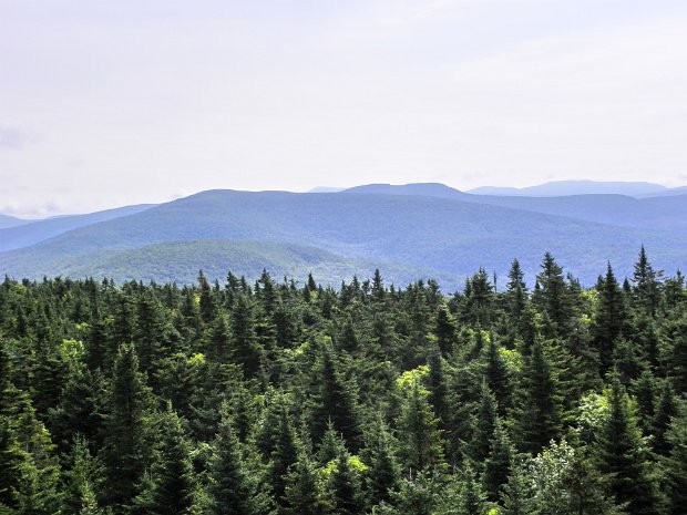 BalsamLakeAlderSep2009