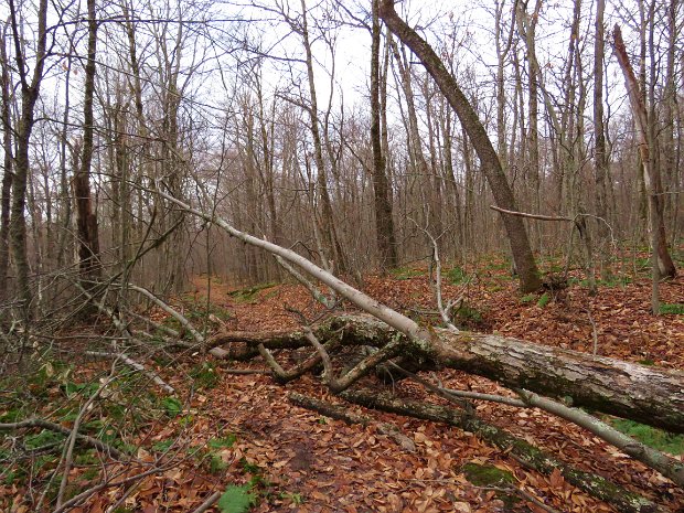 BalsamLakeMaintenanceNov2020