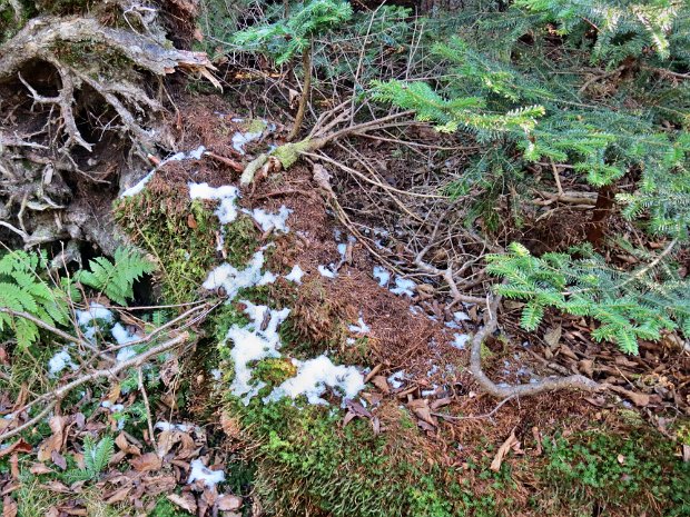 BalsamLakeVlyPondOct2013