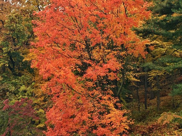 BearMtCrossCountryNov2018