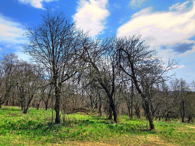 BearSpringEastTroutLoopMay2020