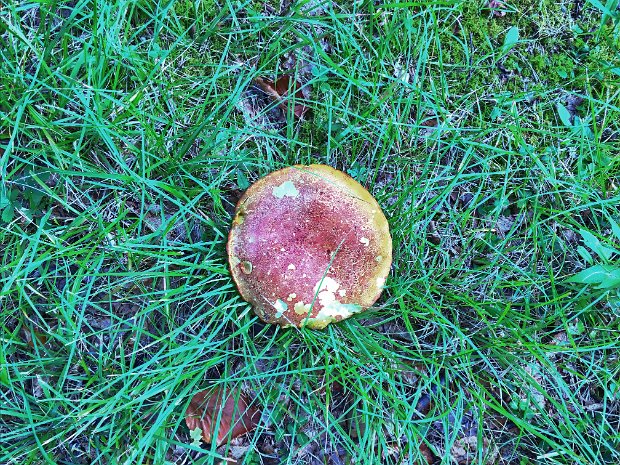 BearSpringLauntLoopAug2020