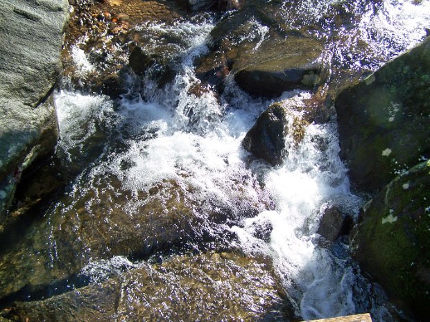 BlackRockForestFeb2008