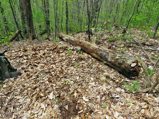 BeechHillCabotMaintenanceMay2017