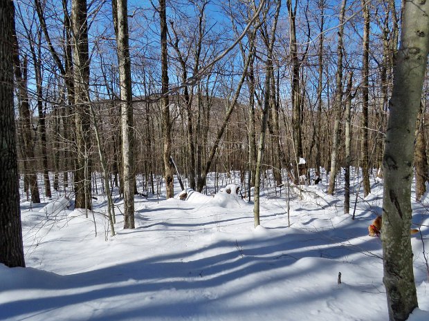 BeechHillCabotMar2018