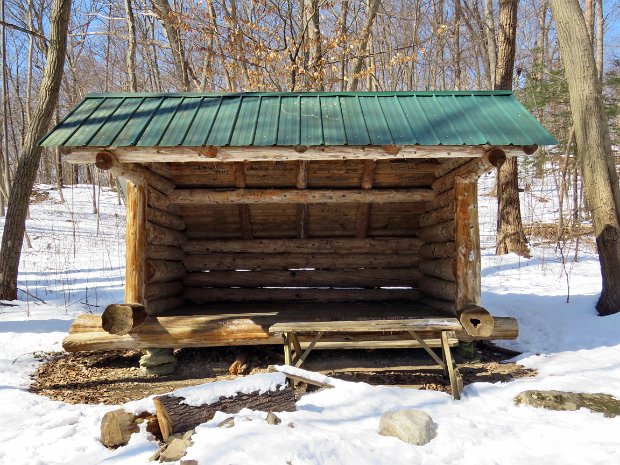 FerncliffForestMar2019