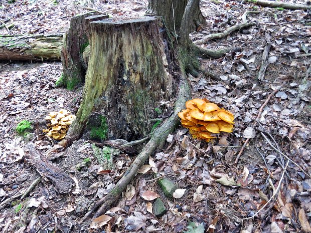 BullyHillRdHornellAug2017