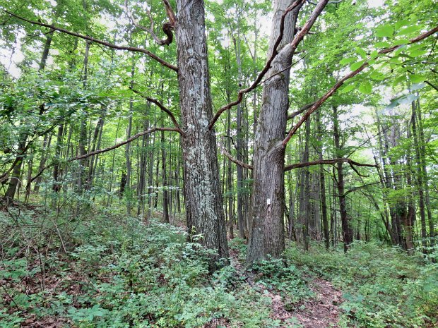 ComfortRdRt13Jul2015