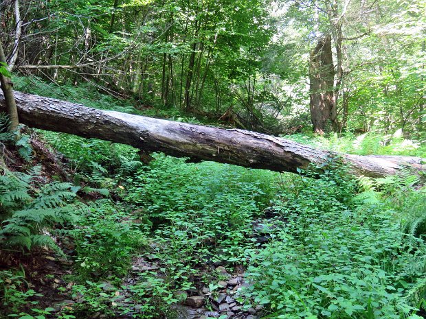 DownsvilleRt206Aug2021