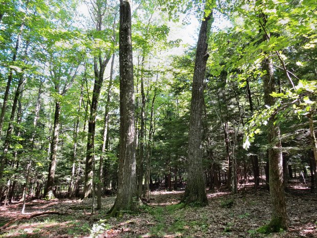 FisherSettlementHeiseyRdJul2015