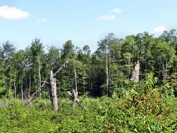 GroverBrowntoBerryHillAug2013