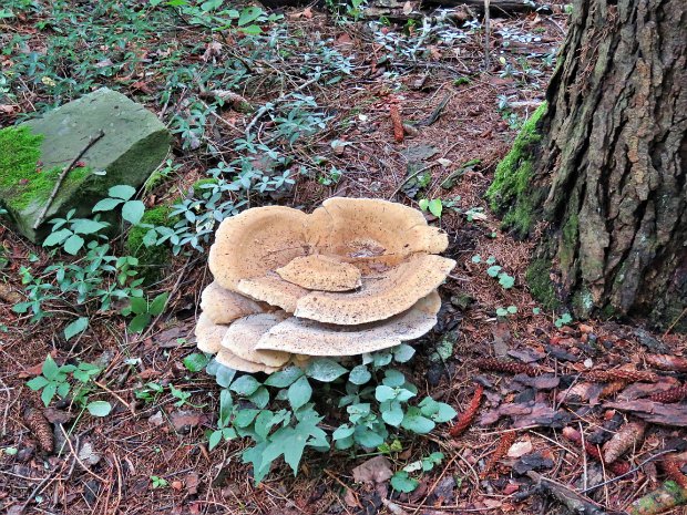 JohnSmithRdFredStewartRdAug2016