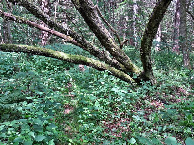 Rt206DownsvilleAug2021