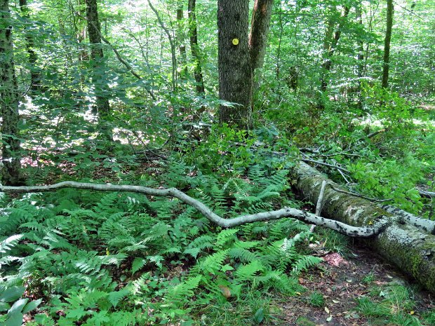 BigRockBlowdownsJul2022