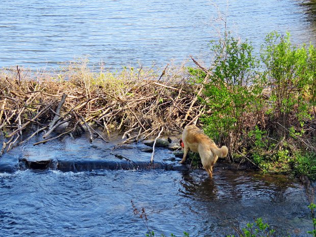 BigRockLoggersMaintenanceMay2017