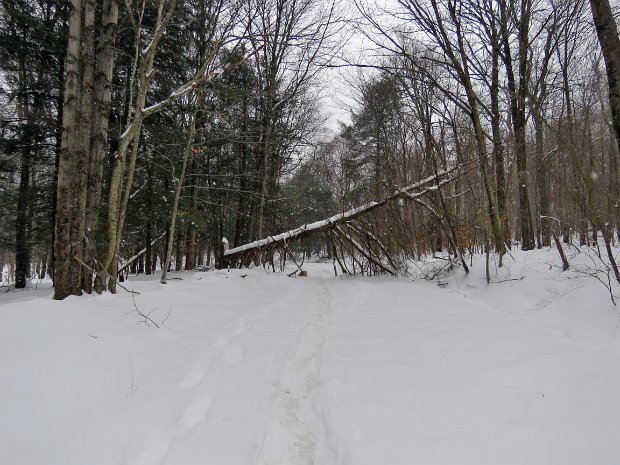 FlynnBigRockLoggersDec2020