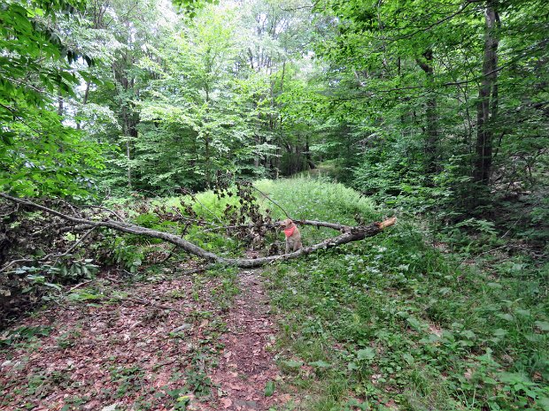 FlynnBigRockMaintenanceJul2017