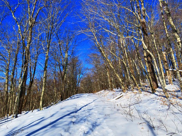 FlynnBigRockQuickJan2020