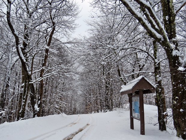 FlynnBigRockQuickSnowshoeMar2019
