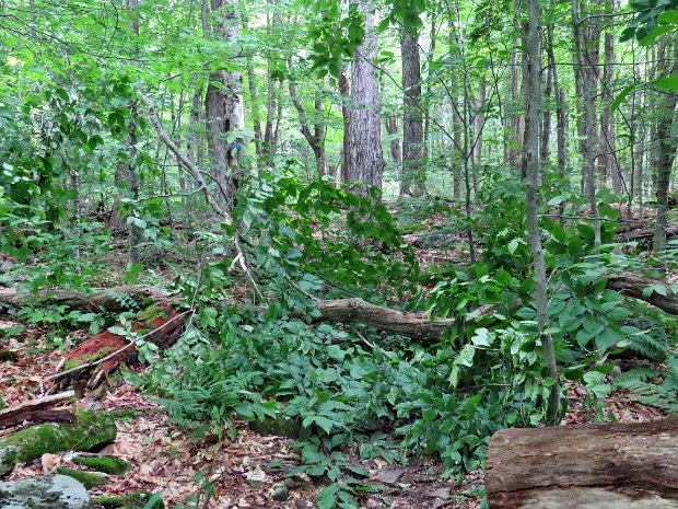 FlynnBlowdownsJul2022