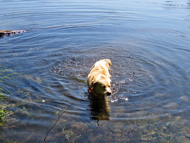 FlynnMongaupTrailLoopJun2019