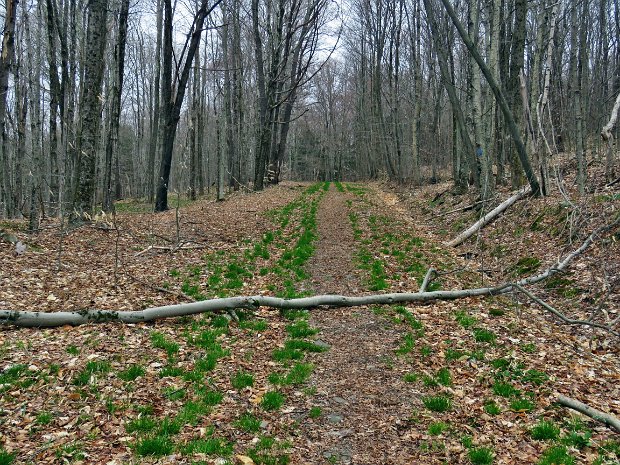 FlynnTrailMaintenanceApr2021