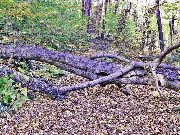 FrickMaintenanceJul2023