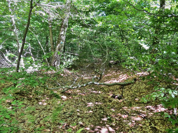 FrickMaintenanceJun2015