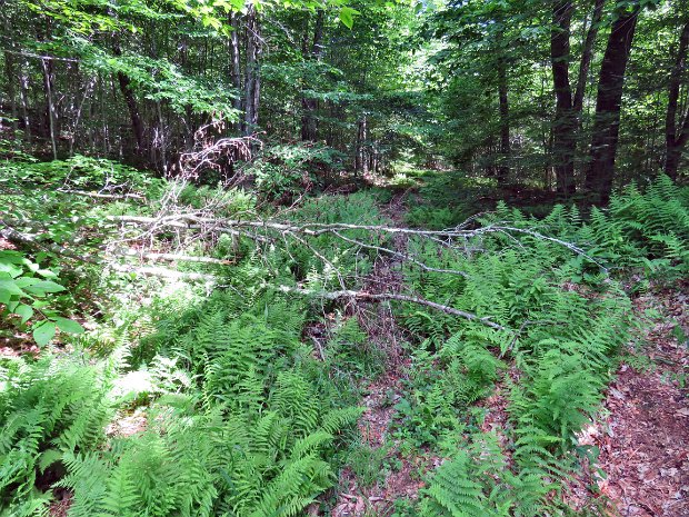 FrickMaintenanceJun2016