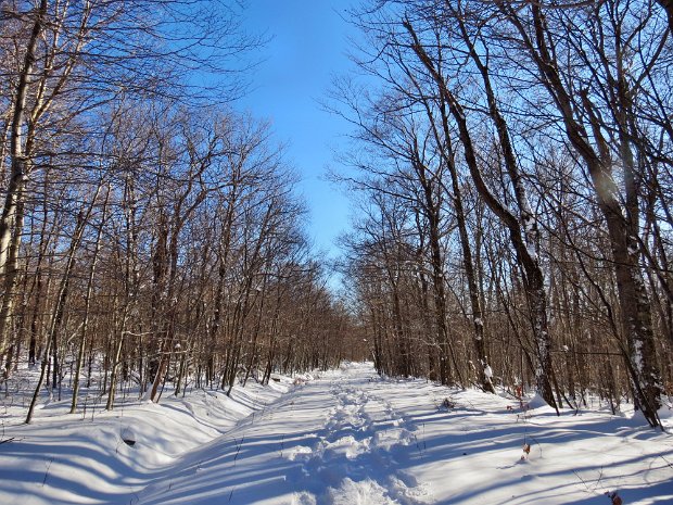 FrickSnowshoeJan2014