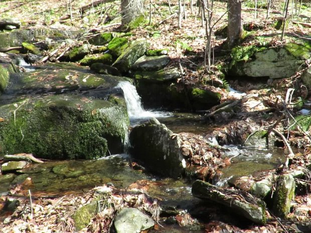 HodgeFrickBushwhackMar2020