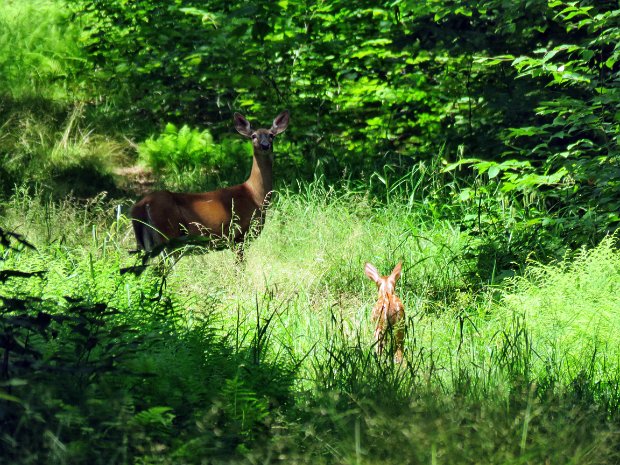 HodgeFrickMaintenanceJun2017