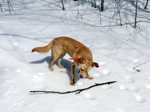 HodgeFrickSnowshoeMar2014