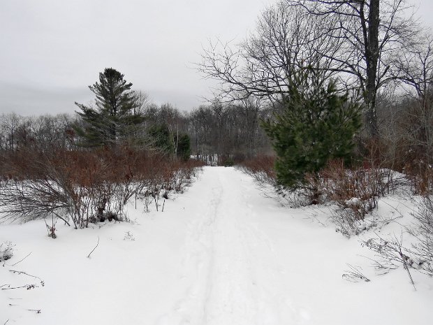 LoggersLoopLoopJan2017