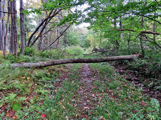 LoggersLoopMaintenanceSep2017