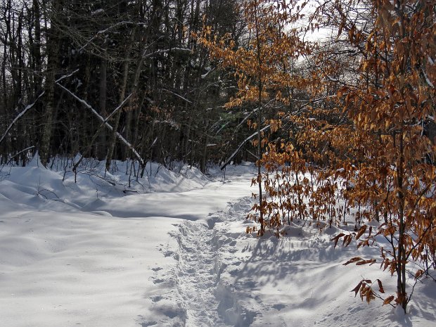 LoggersLoopQuickDec2020