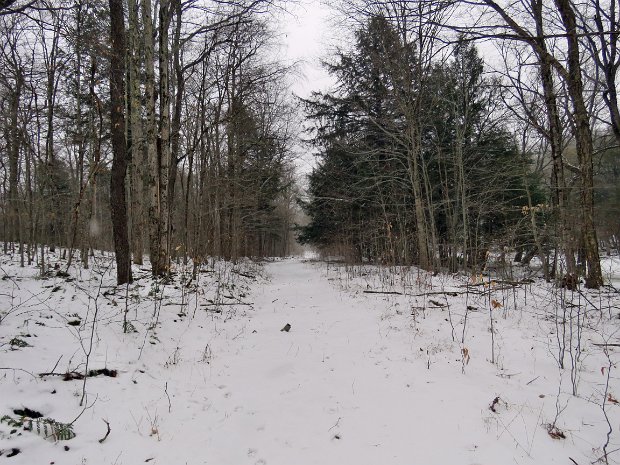 LoggersLoopQuickJan2020