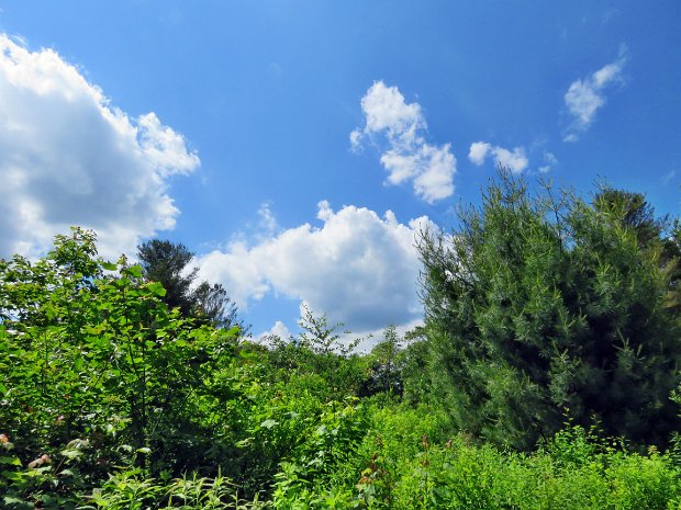 LoggersLoopQuickJun2019