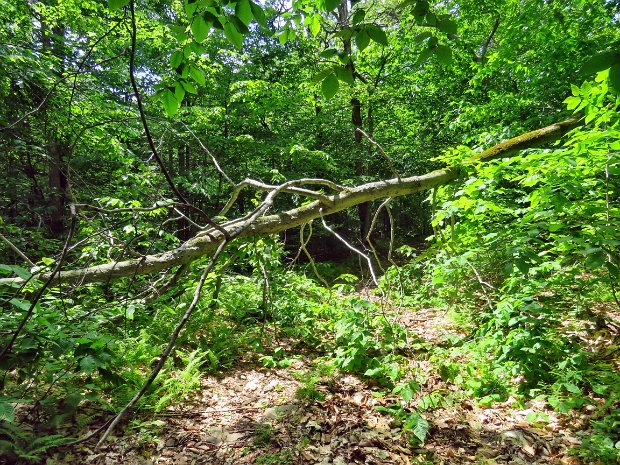 QuickLakeMaintenanceJun2021