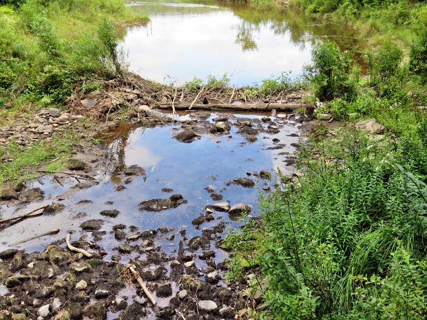 QuickLoggersBigFlynnAug2025