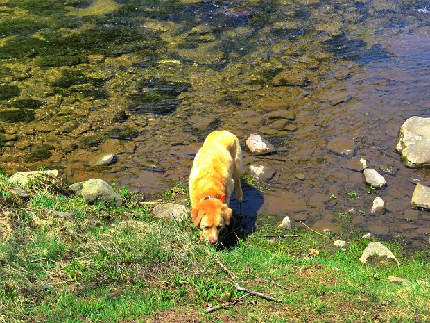 QuickLoggersBigFlynnMay2020