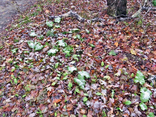 QuickLoggersBigRockFlynnOct2018