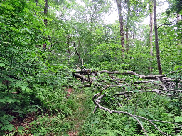 QuickMaintenanceJun2024